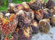 Barriers and bottlenecks: How to scale up innovative management practices in Indonesian  palm oil