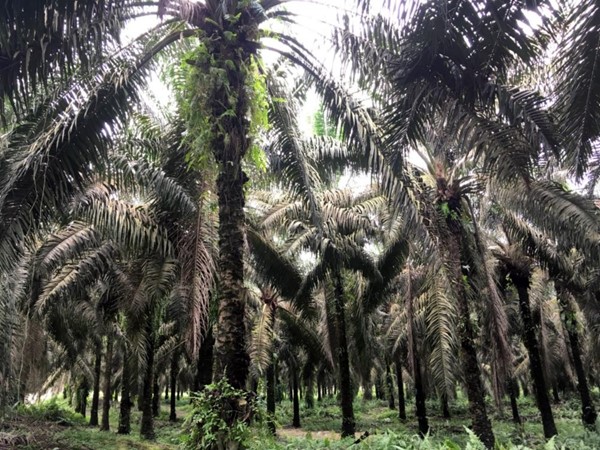 How does RSPO certification support the implementation of zero deforestation palm oil  in Indonesia?