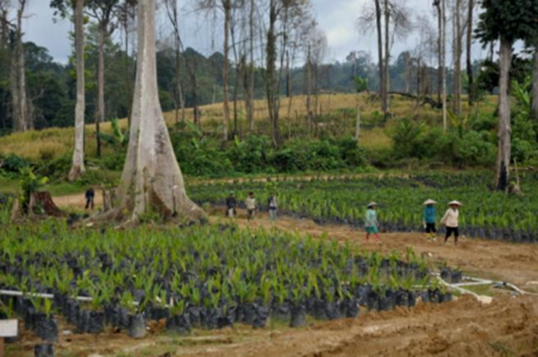 Experts to hold dialogue in Kalimantan to bridge forestry, agriculture sectors