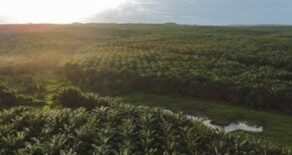 Cargill takes steps to meet growing demand for sustainable palm oi