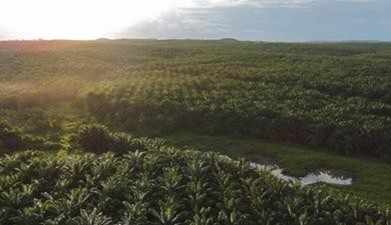 Cargill takes steps to meet growing demand for sustainable palm oi