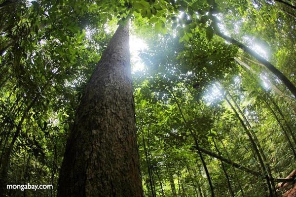 Rainforests: 10 things to watch in 2015