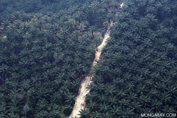 Can palm oil move past its bad reputation?