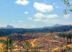 Norway blacklists 2 Malaysian logging companies for ‘severe environmental damage’ in Borneo