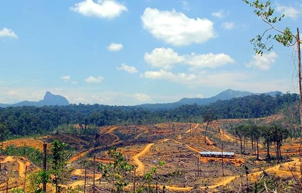 Norway blacklists 2 Malaysian logging companies for ‘severe environmental damage’ in Borneo