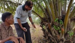 Oil palm smallholder survey & capacity building