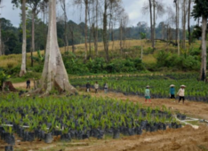 Rewarding reform: How innovative practices are greening Indonesia’s palm oil sector